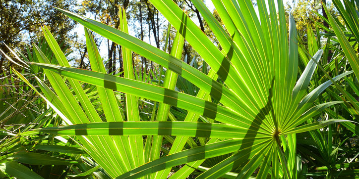 Saw Palmetto